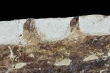 Mosasaur (Tethysaurus) Jaw Section - Goulmima, Morocco #89245-1